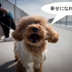 ミックス犬「キャバプー」ってどんな小型犬?【値段や性格、特徴をまとめました!】