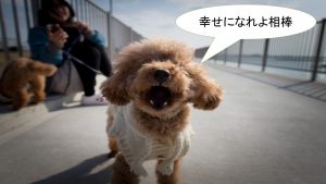 ミックス犬「キャバプー」ってどんな小型犬?【値段や性格、特徴をまとめました!】