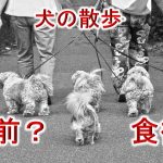 犬の散歩は「食前」と「食後」、どっちの方がいいの?