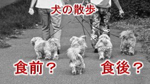 犬の散歩は「食前」と「食後」、どっちの方がいいの?