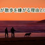老犬が散歩を嫌がる理由と対応策【なぜ老犬は散歩に行きたがらない?】