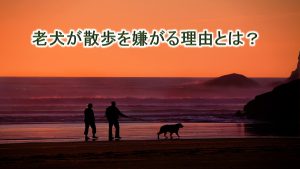 老犬が散歩を嫌がる理由と対応策【なぜ老犬は散歩に行きたがらない?】