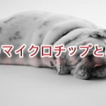 犬のマイクロチップとは何か?メリットやデメリットは?【費用についても解説】