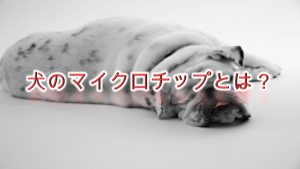 犬のマイクロチップとは何か?メリットやデメリットは?【費用についても解説】
