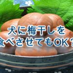 柴犬が梅干しを食べると危険？【柴犬の梅干しの注意点】