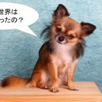 ロングコートチワワってどんな小型犬?【値段や特徴などをまとめました】