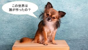 ロングコートチワワってどんな小型犬?【値段や特徴などをまとめました】