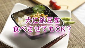 柴犬が納豆を食べると危険？【柴犬の納豆の注意点】