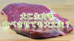 柴犬に生肉を食べさせると危険？【柴犬の生肉の注意点】