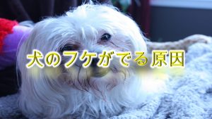 犬の肉球ケアにワセリンが効果的 肉球クリームの代用にぜひ 愛犬家が集まる Dogi