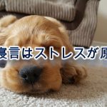 犬の寝言はストレスが原因?夢で吠えているだけ?【犬が寝言で唸る&吠える理由と対策】