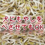 柴犬がもやしを食べると危険？【柴犬のもやしの注意点】