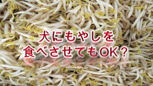 柴犬がもやしを食べると危険？【柴犬のもやしの注意点】