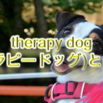 therapy dog(セラピードッグ)とは何か?ドッグセラピー?【研究が証明した効果も紹介】