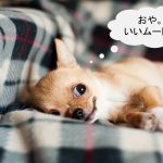 スムースコートチワワってどんな小型犬？【値段や特徴などをまとめました！】