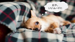 スムースコートチワワってどんな小型犬?【値段や特徴などをまとめました!】