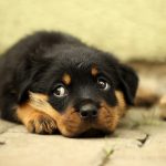 犬の「迷子札」とは何か?【鑑札との違いも解説】