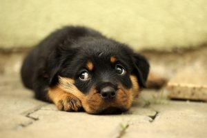 犬の「迷子札」とは何か?【鑑札との違いも解説】