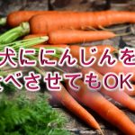柴犬が人参(にんじん)🥕を食べると危険？【柴犬のニンジンの注意点】