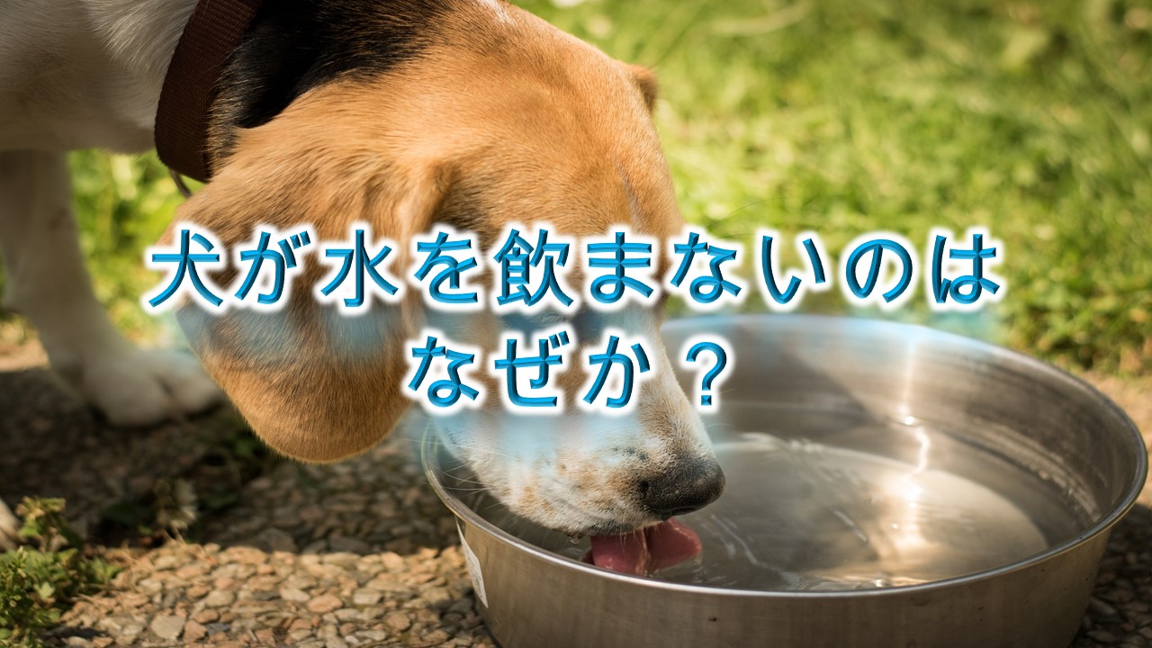 犬が水を飲まない。。なぜ？【犬が水を飲みたがらない原因と対応策について】