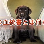 犬の血統書とは何か?必要?【その意味や読み方(見方)、必要性について。】