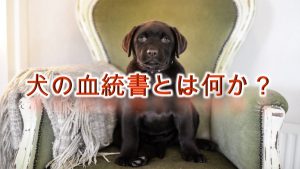 犬の血統書とは何か?必要?【その意味や読み方(見方)、必要性について。】