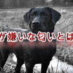 犬が嫌いな匂いとは?嫌がる香りがある?【犬はどんなにおいが苦手なのか。】
