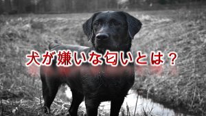 犬が嫌いな匂いとは?嫌がる香りがある?【犬はどんなにおいが苦手なのか。】