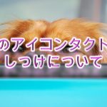 犬のアイコンタクトのしつけについて。