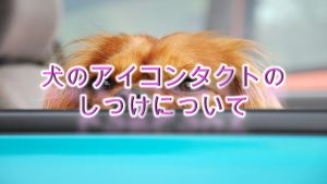 犬のアイコンタクトのしつけについて。