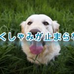 犬のくしゃみが止まらない!!病気の前兆？【犬が連続でくしゃみをする原因や理由】