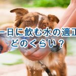 犬がポップコーンを食べると危険 愛犬家が集まる トロモロ