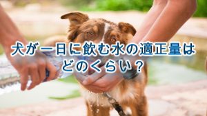 犬が一日に飲む水の適正量はどのくらい？飲み過ぎは危険？【犬が１日に必要な水分量】