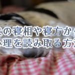犬の寝相や寝方から心理を読み取る方法