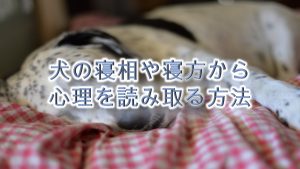 犬の寝相や寝方から心理を読み取る方法