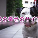 幸せのサイン?犬が幸福を感じている時に見せる行動や仕草まとめ