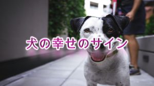 幸せのサイン?犬が幸福を感じている時に見せる行動や仕草まとめ
