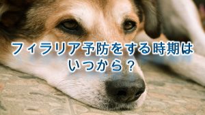 犬にフィラリア予防をする時期はいつから？【フィラリア予防注射や薬を犬に与える時期】