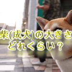 豆柴(成犬)の大きさはどれくらい?【柴犬の大きさと比較しながらわかりやすく解説】