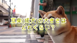 豆柴(成犬)の大きさはどれくらい?【柴犬の大きさと比較しながらわかりやすく解説】