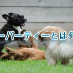 パピーパーティーとは何か?【子犬のしつけにおすすめです。】