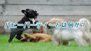 パピーパーティーとは何か?【子犬のしつけにおすすめです。】