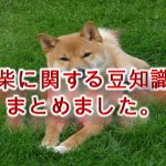 豆柴に関する豆知識をまとめました。