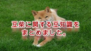 豆柴に関する豆知識をまとめました。