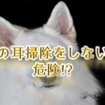 犬の耳掃除をしないと危険!?【目安の頻度や、簡単なやり方で犬の耳掃除をする方法なども紹介】