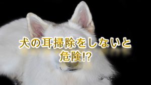 犬の耳掃除をしないと危険!?【目安の頻度や、簡単なやり方で犬の耳掃除をする方法なども紹介】