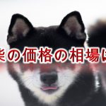 豆柴の価格の相場は?【豆柴の値段について徹底的にまとめました】