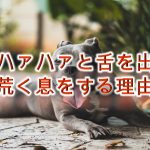 犬がハァハァと舌を出して荒く息をする理由