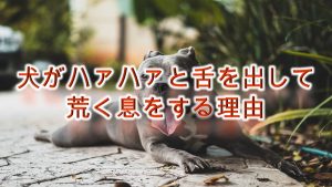 犬がハァハァと舌を出して荒く息をする理由