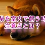 豆柴を室内で飼う時の注意点とは？【豆柴の室内飼いのデメリットやメリットも紹介】
